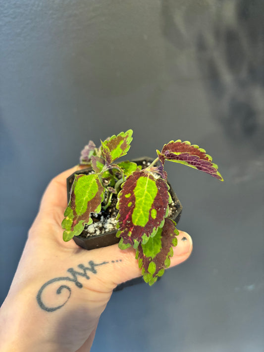 Coleus Cracklin Rosie