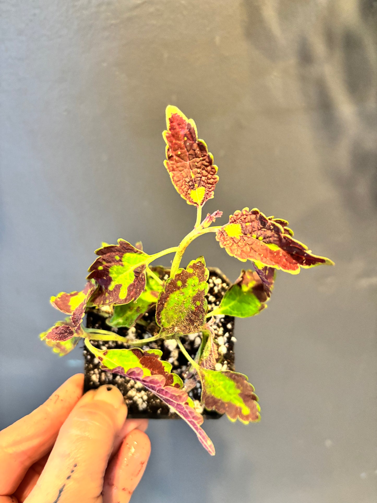 Coleus Cracklin Rosie