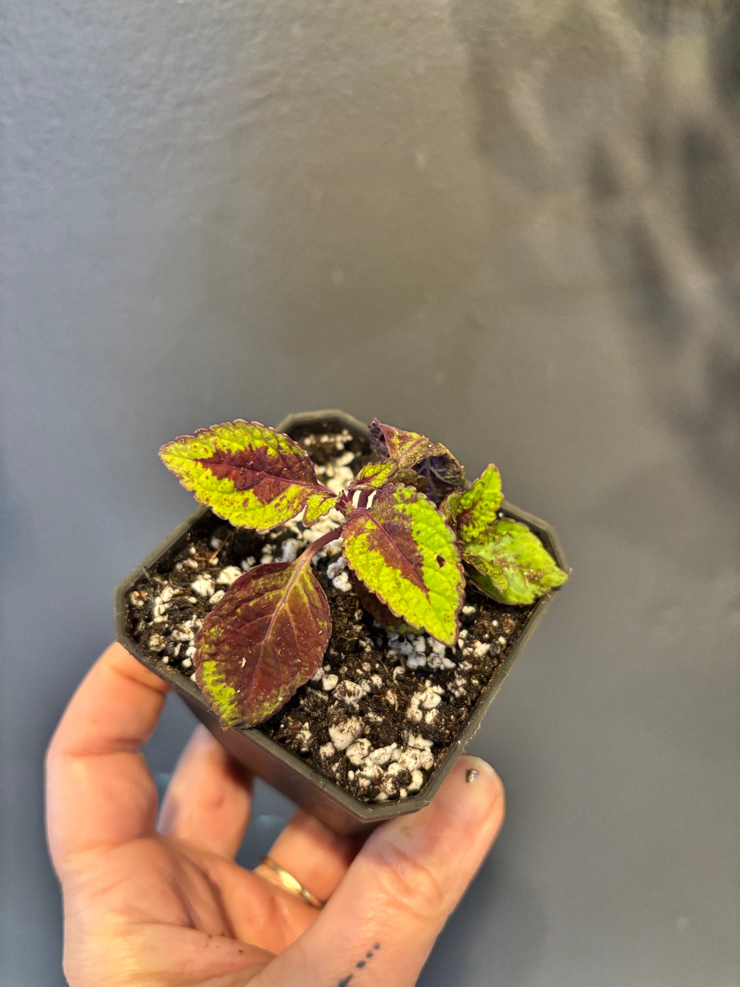 Coleus Lord Voldemort