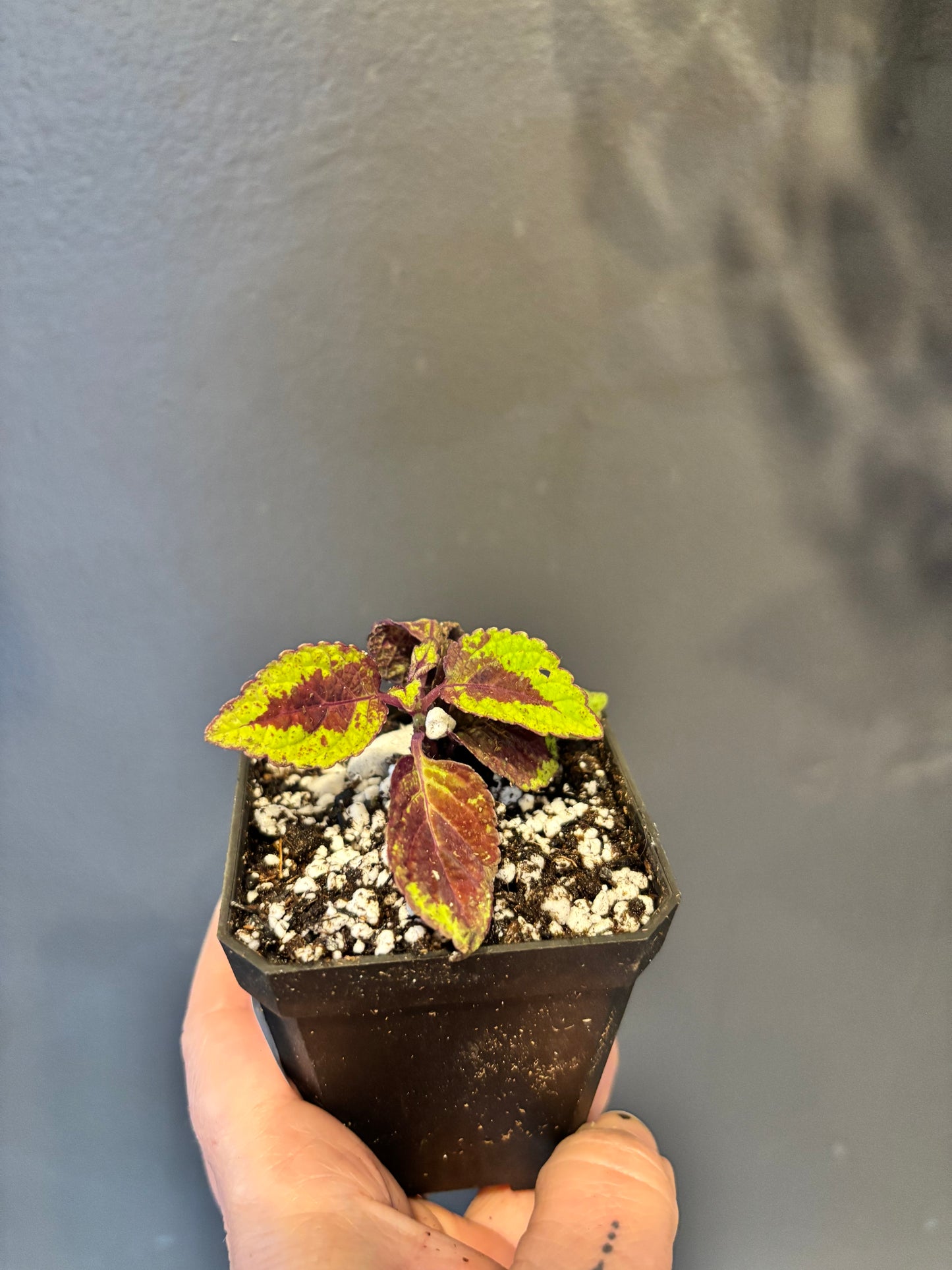 Coleus Lord Voldemort