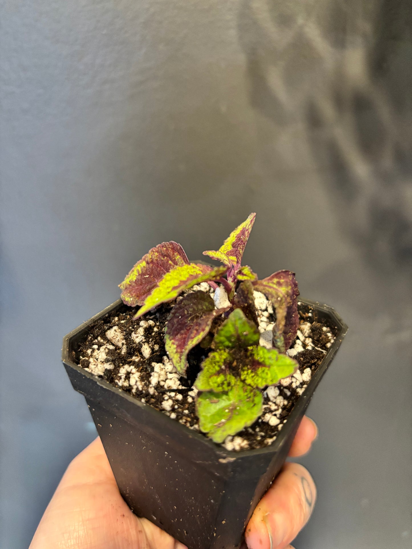 Coleus Lord Voldemort