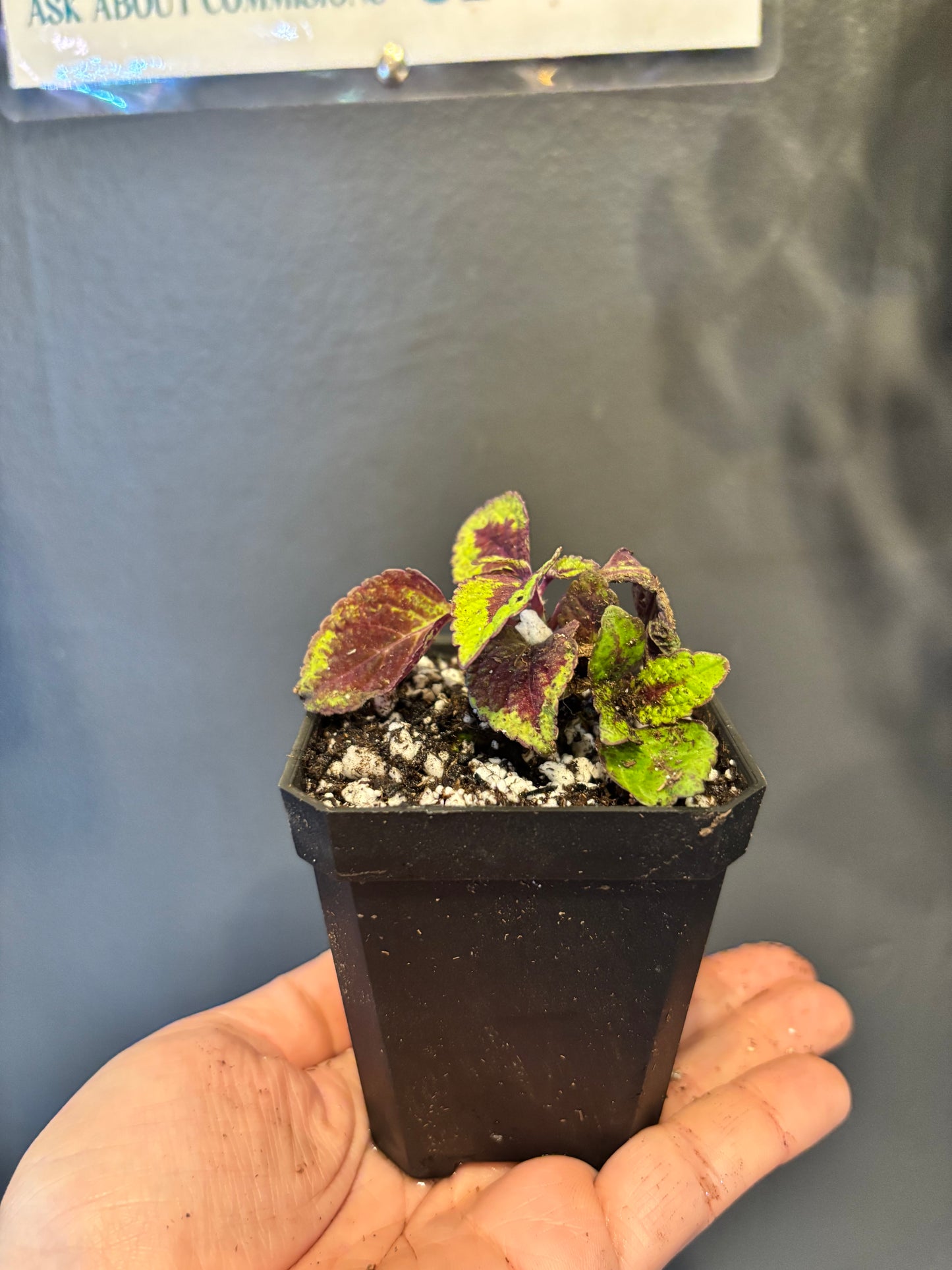 Coleus Lord Voldemort