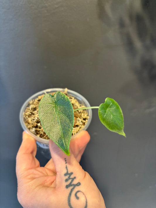 Alocasia Antoro Velvet