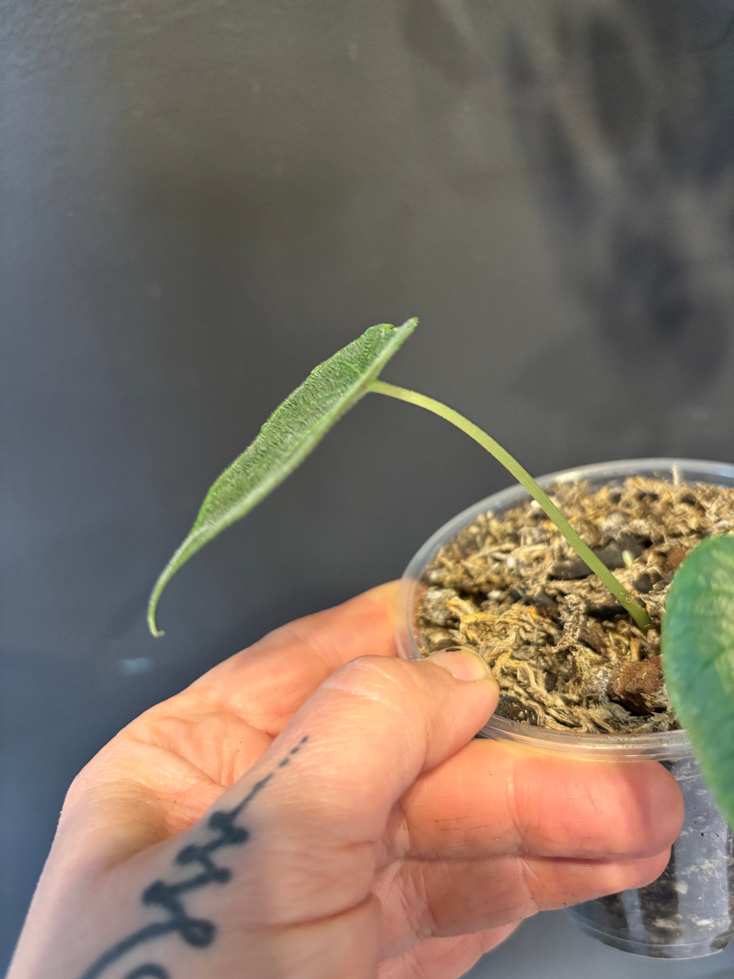 Alocasia Antoro Velvet