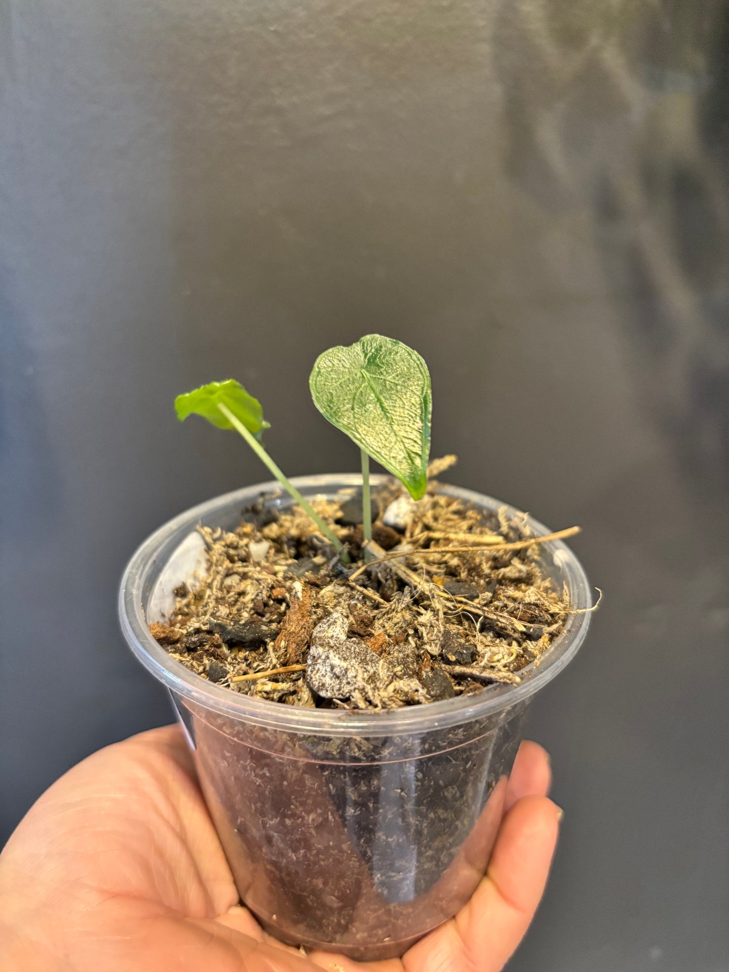 Alocasia Antoro Velvet