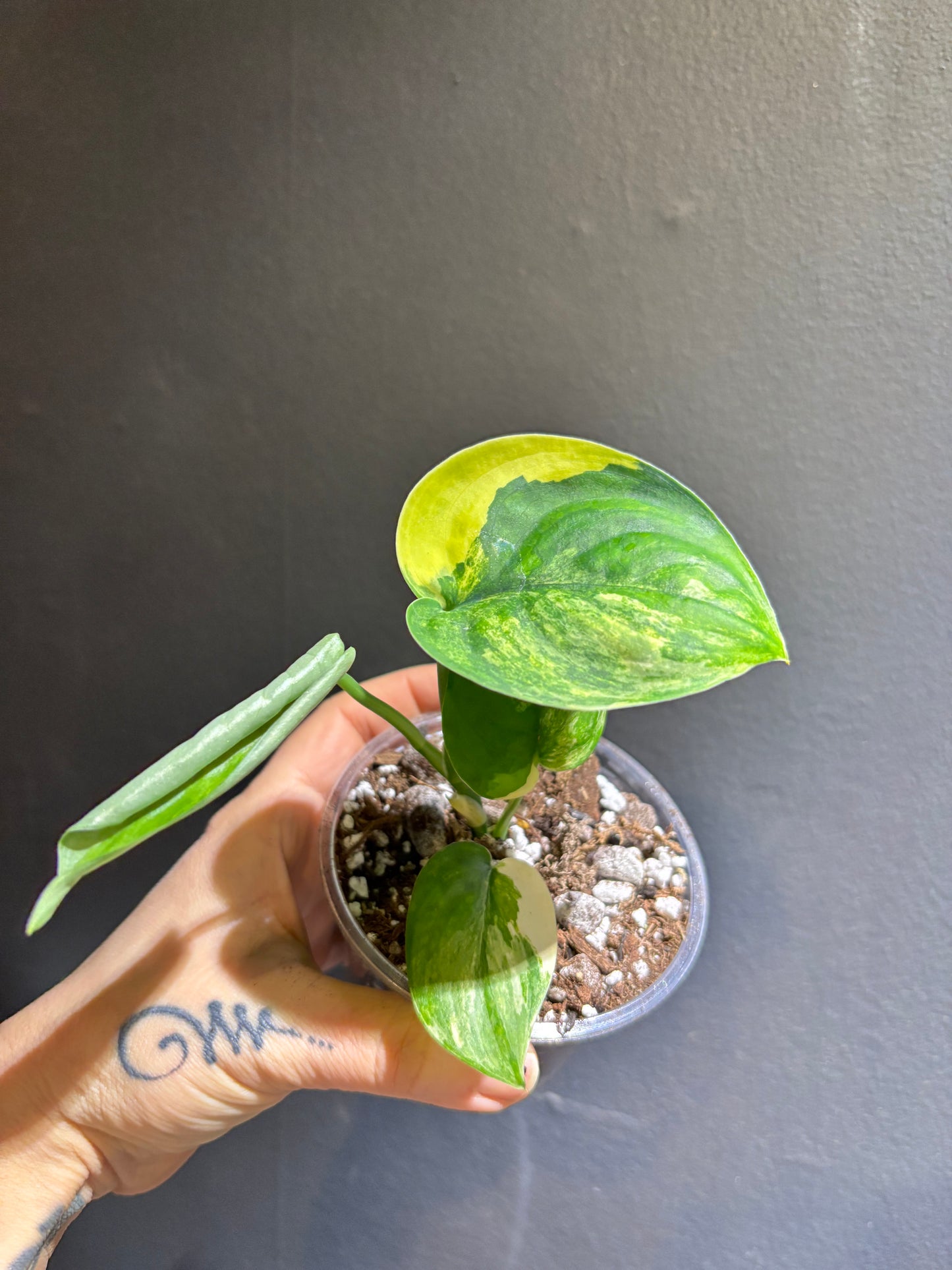 Scindapsus Jade Aurea Variegated