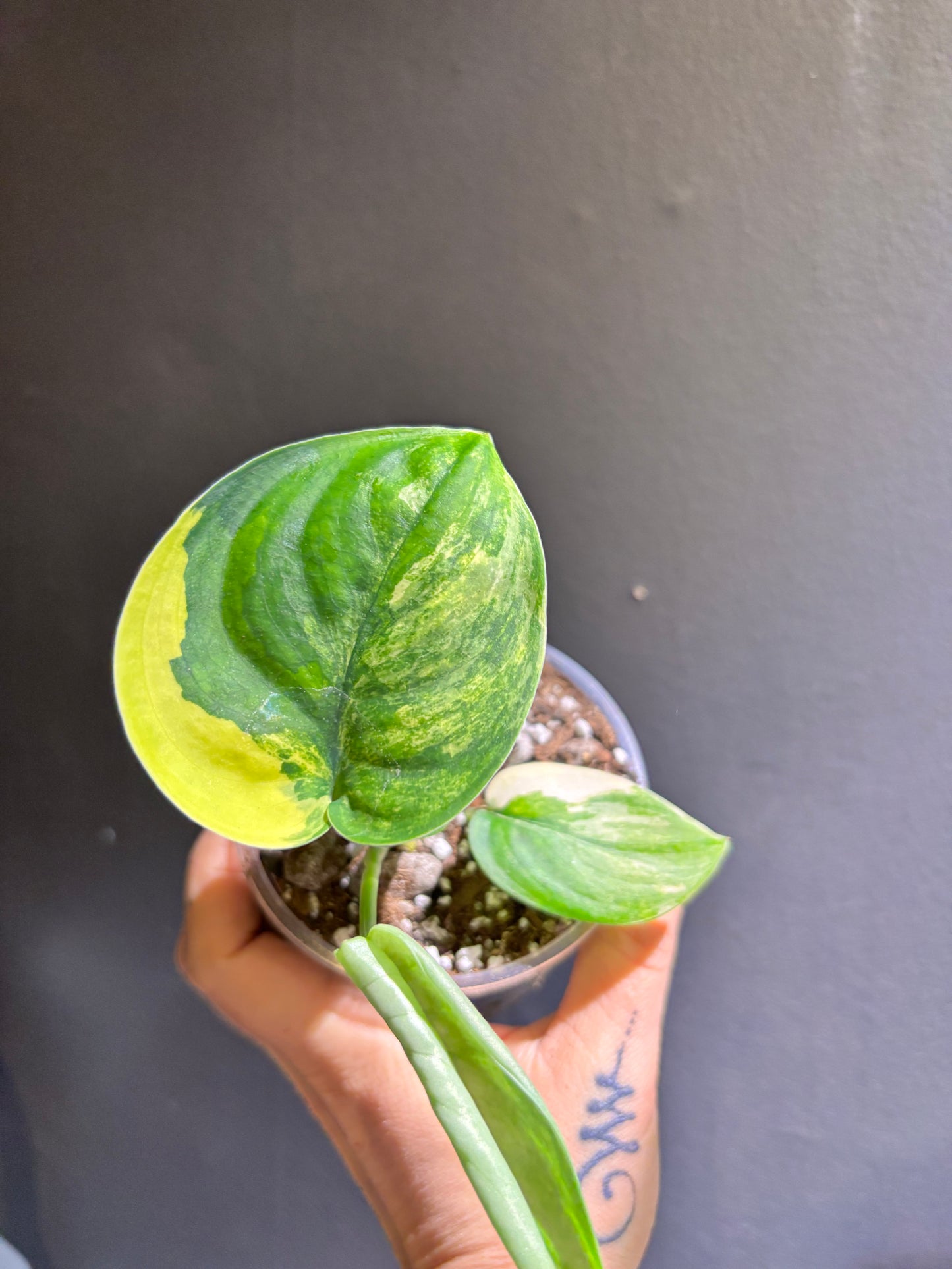 Scindapsus Jade Aurea Variegated