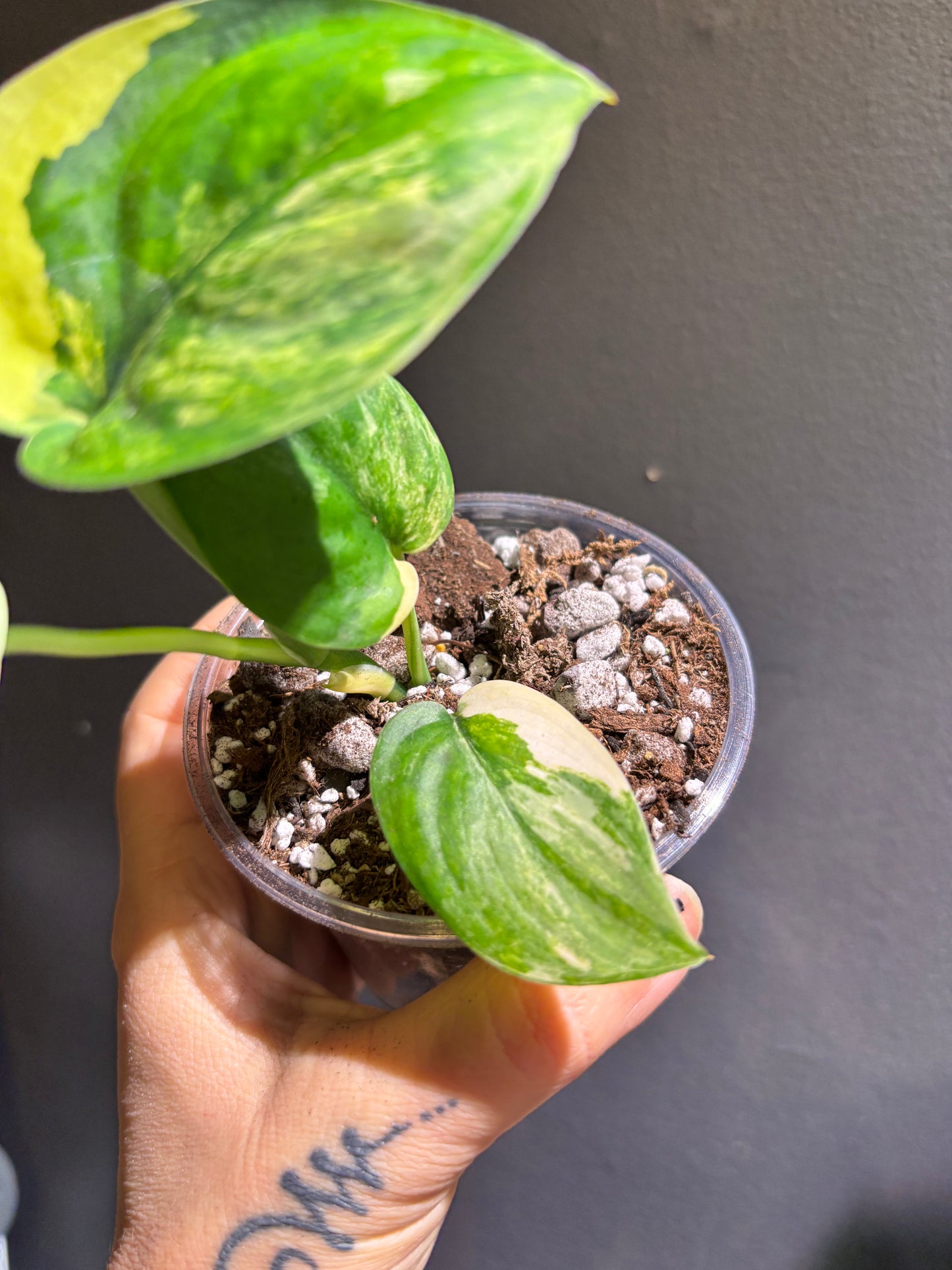 Scindapsus Jade Aurea Variegated