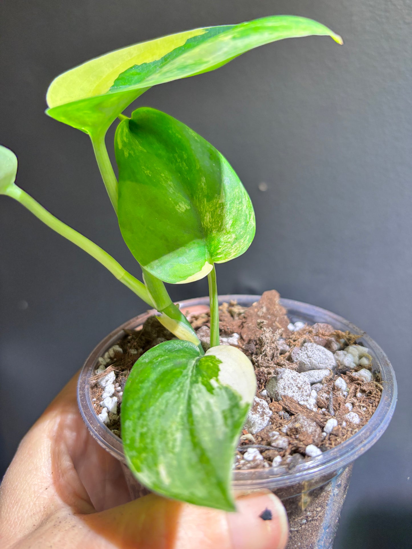 Scindapsus Jade Aurea Variegated