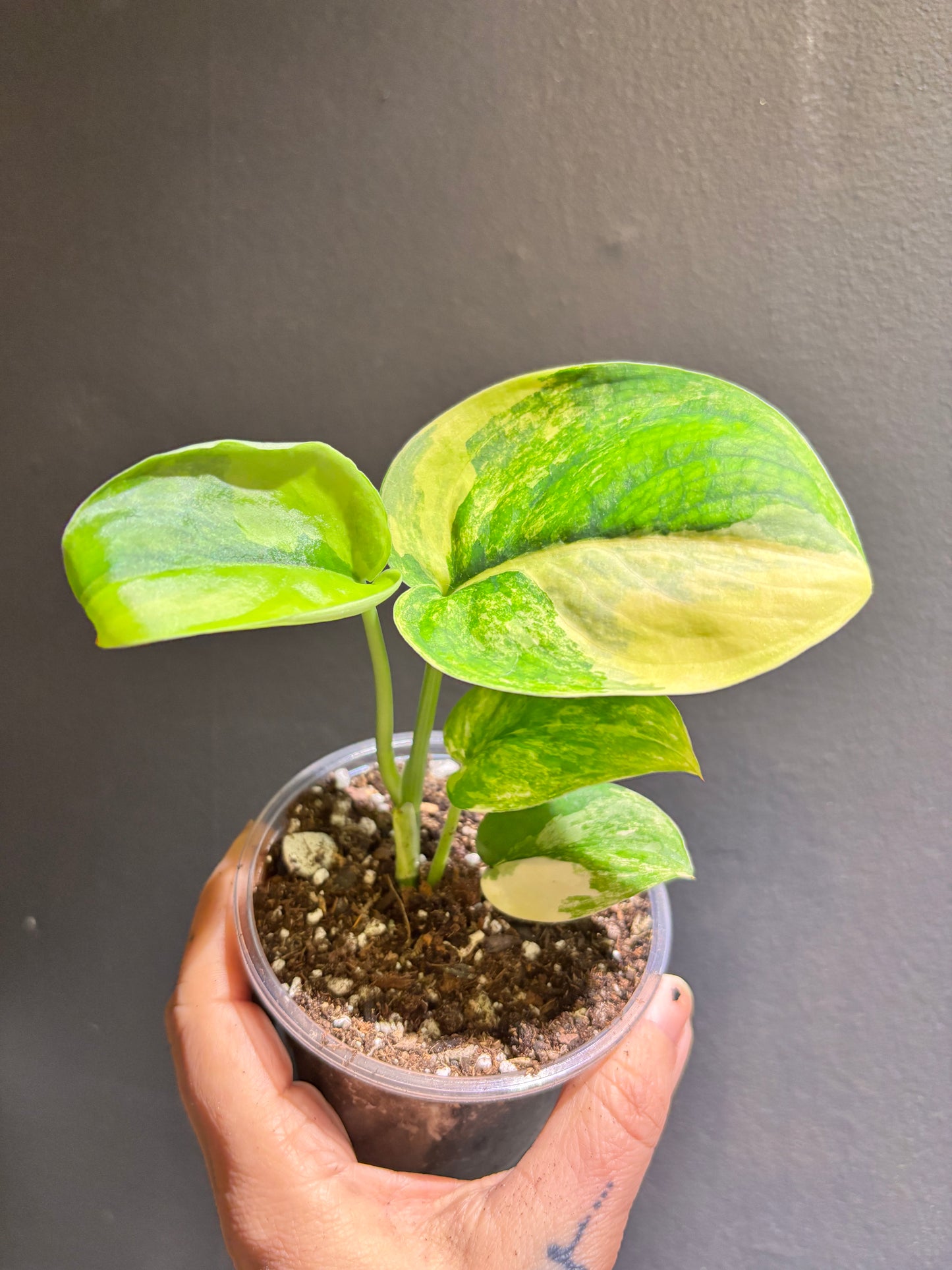 Scindapsus Jade Aurea Variegated