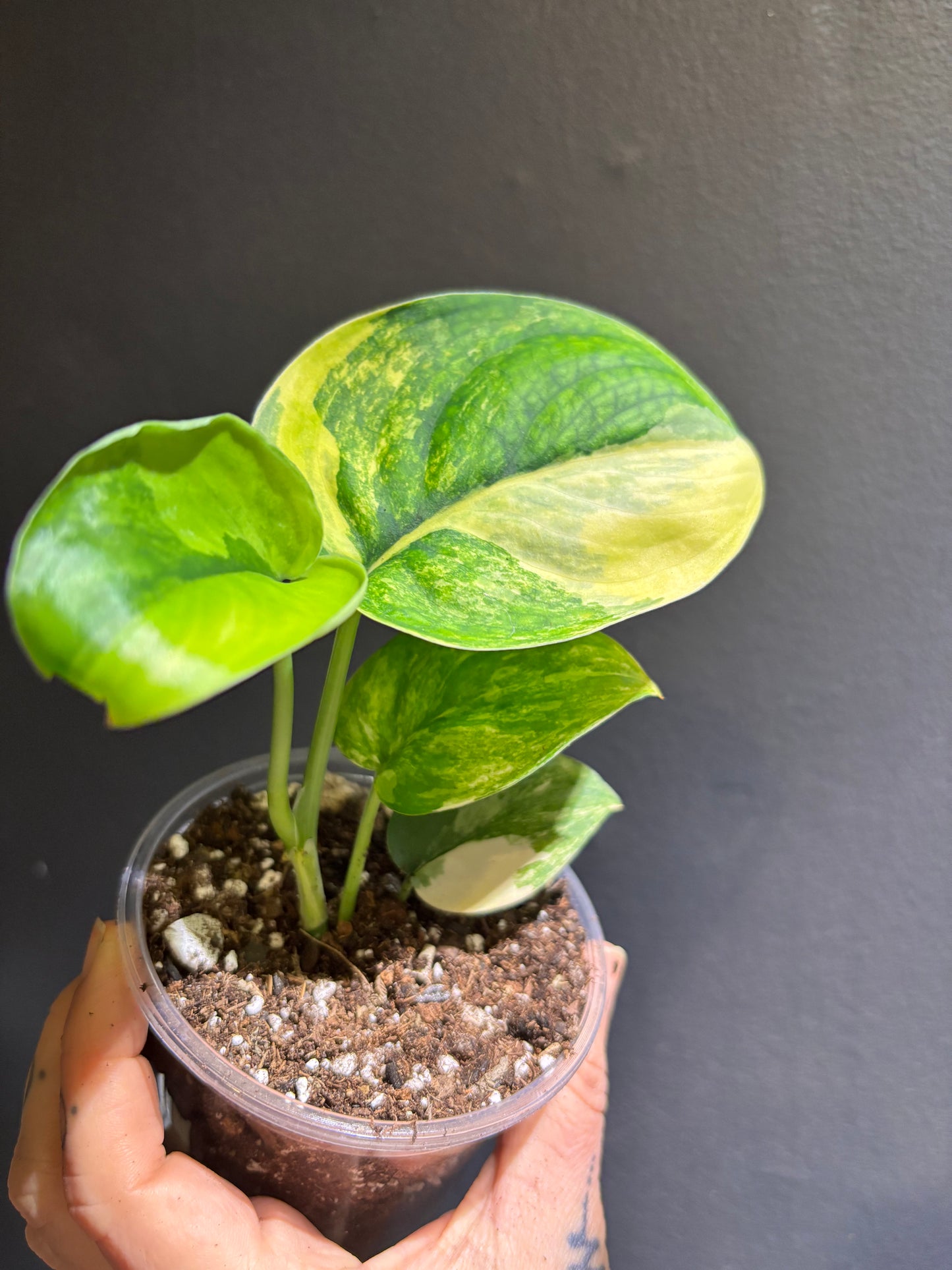 Scindapsus Jade Aurea Variegated