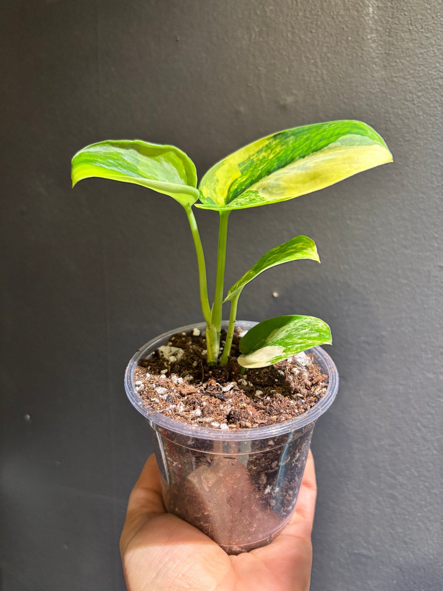 Scindapsus Jade Aurea Variegated