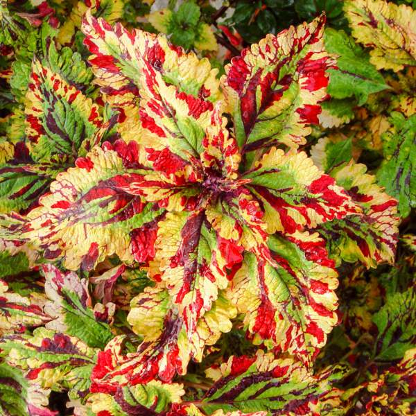 Coleus Stormy Weather