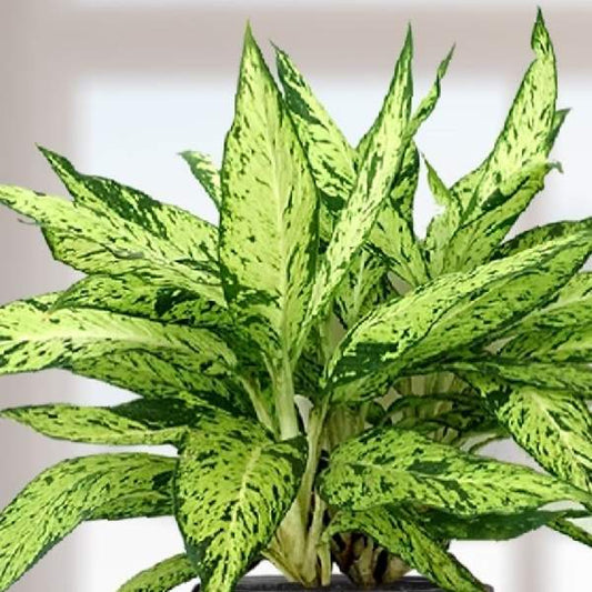 Dieffenbachia Star Bright