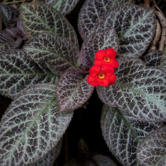 Episcia Pink Panther