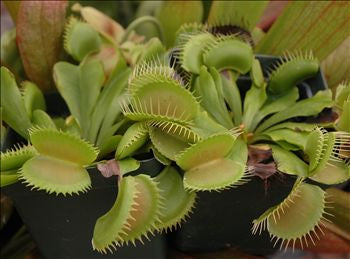 Venus Fly Trap - King Henry Carnivorous Plant