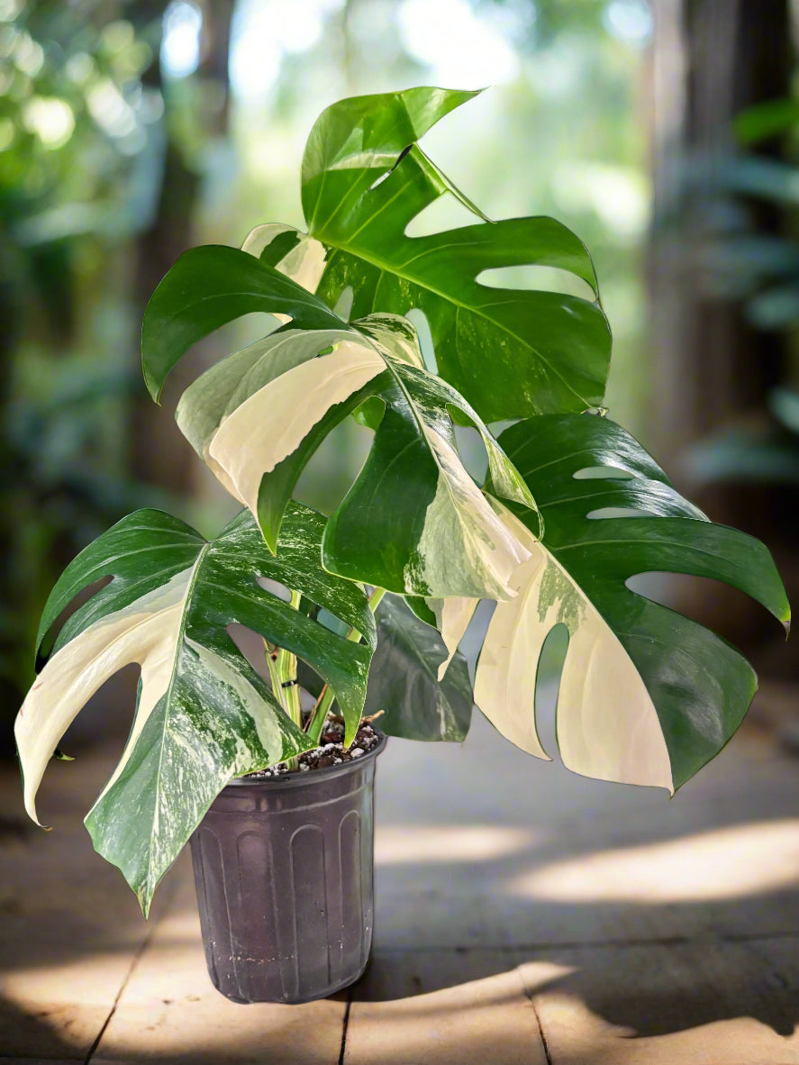 Monstera Albo – The Pinnacle of Variegated Elegance | Curio botanica