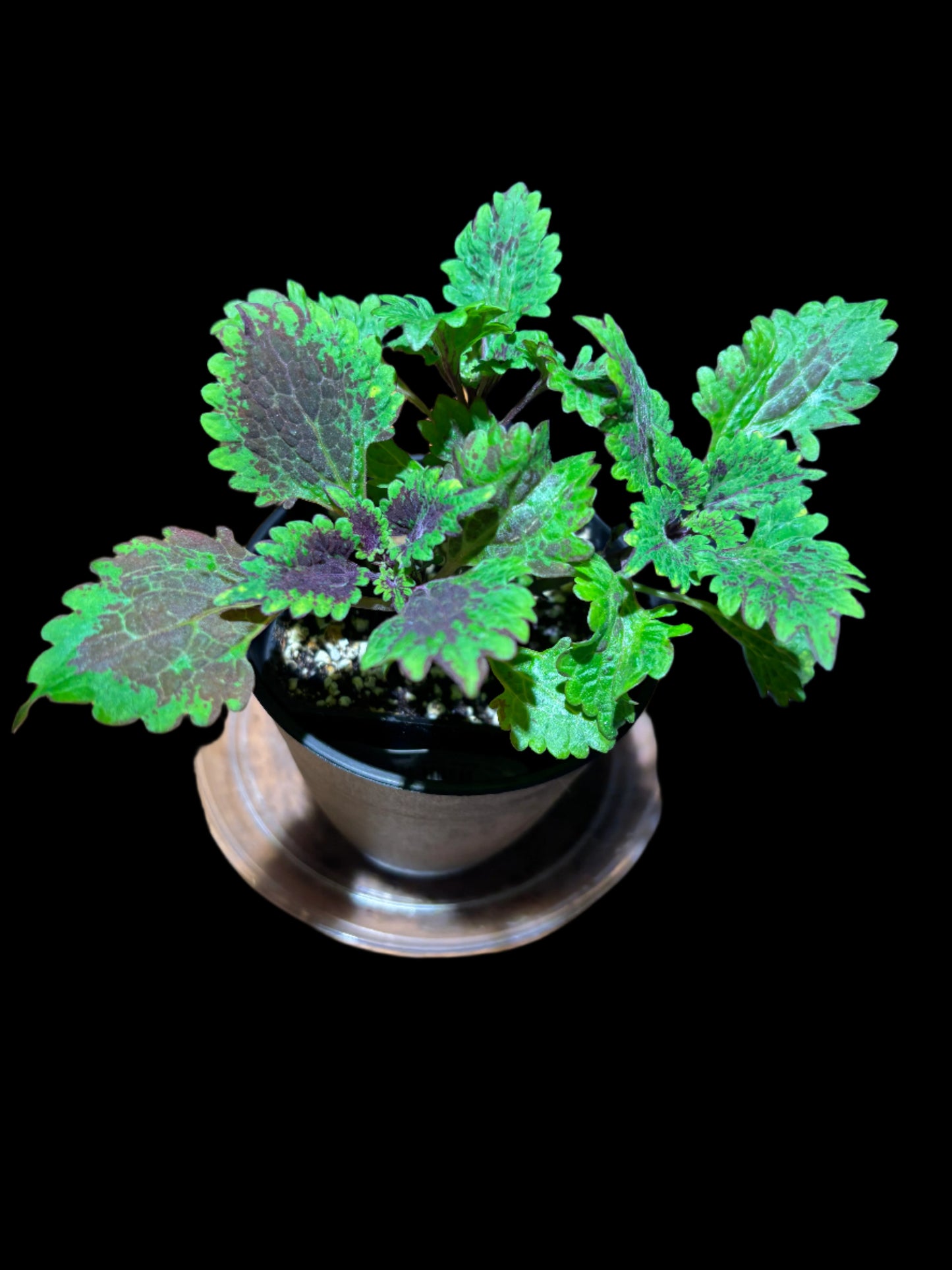 Coleus ‘Kingwood Karnival’ – A Riot of Regal Color | Curio Plants