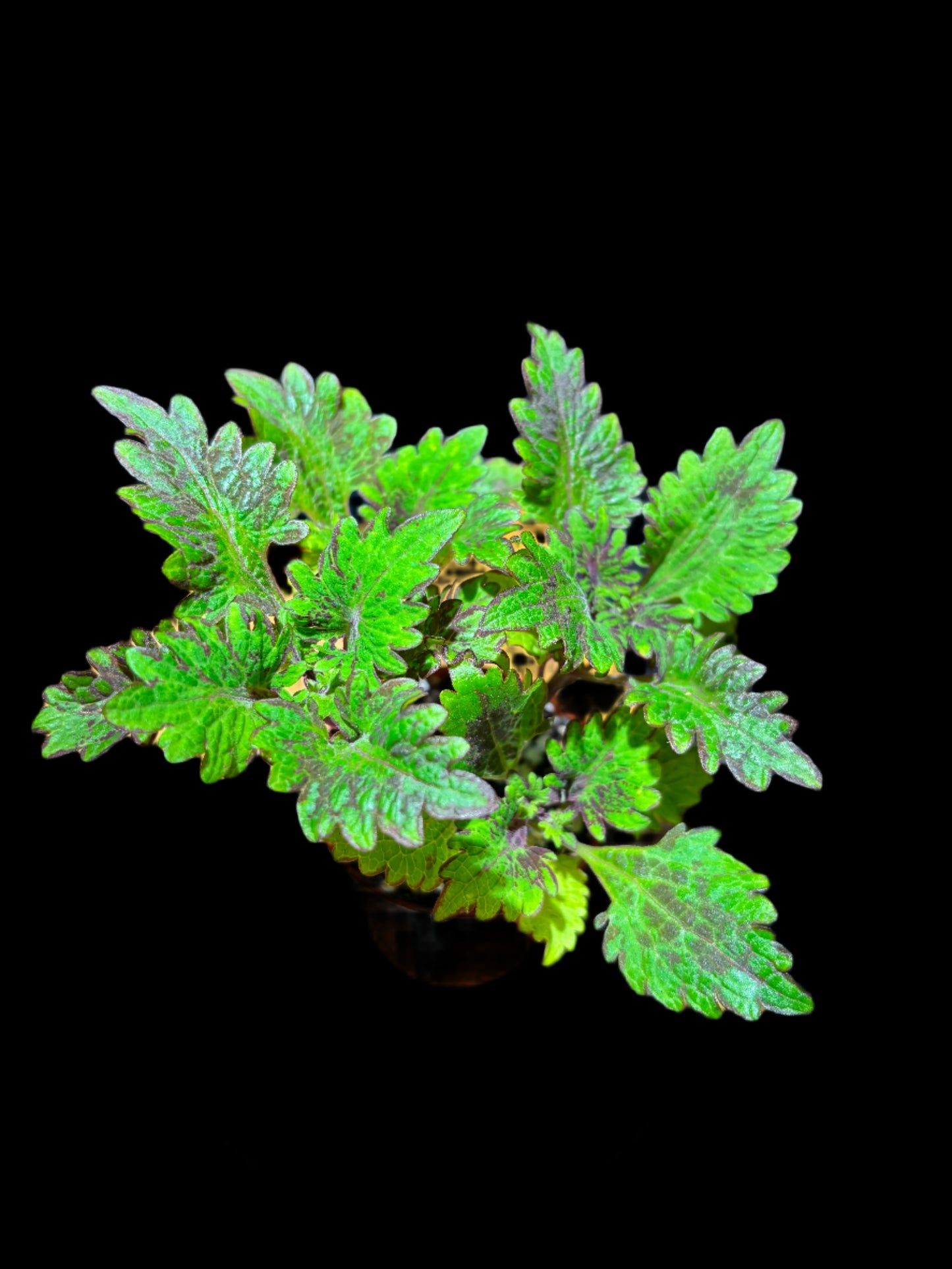 Coleus ‘Kingwood Karnival’ – A Riot of Regal Color | Curio Plants