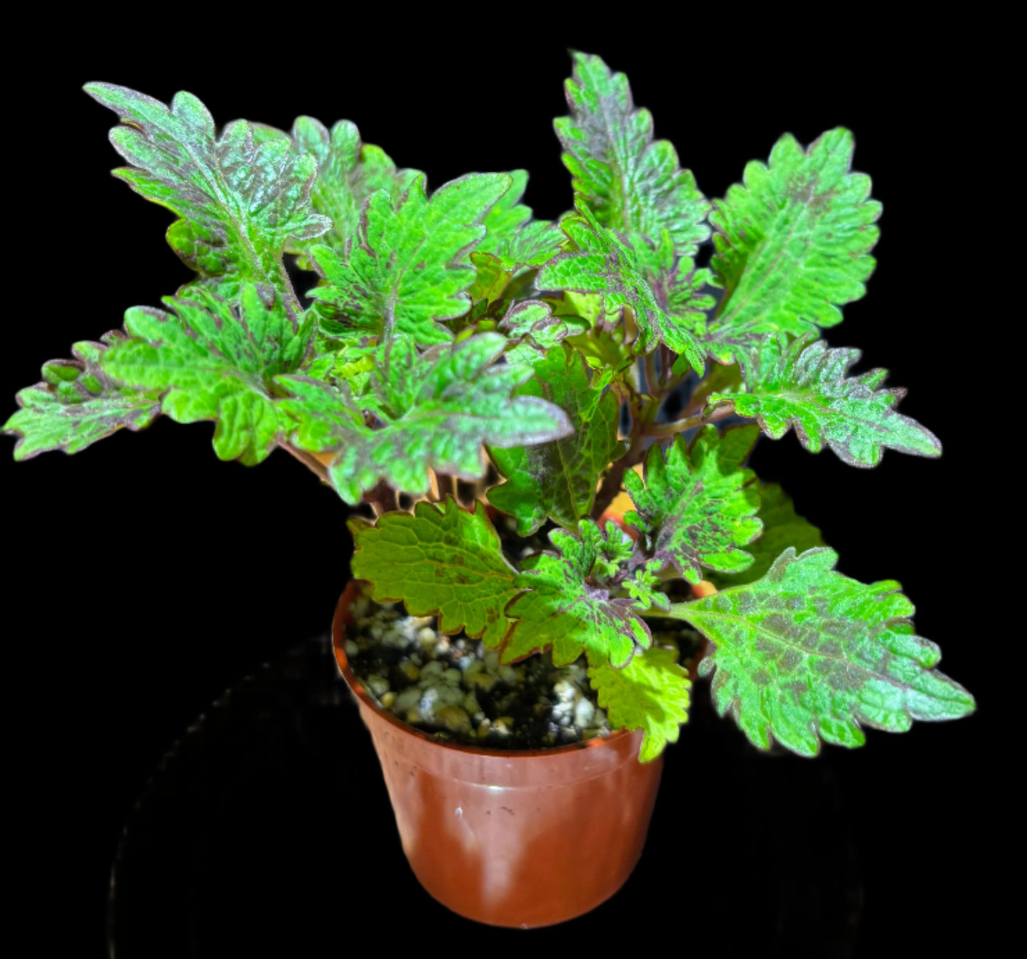 Coleus ‘Kingwood Karnival’ – A Riot of Regal Color | Curio Plants
