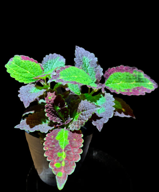 Coleus ‘Cracklin’ Rosie’ – A Fiery Tapestry of Crimson & Gold | Curio Plants