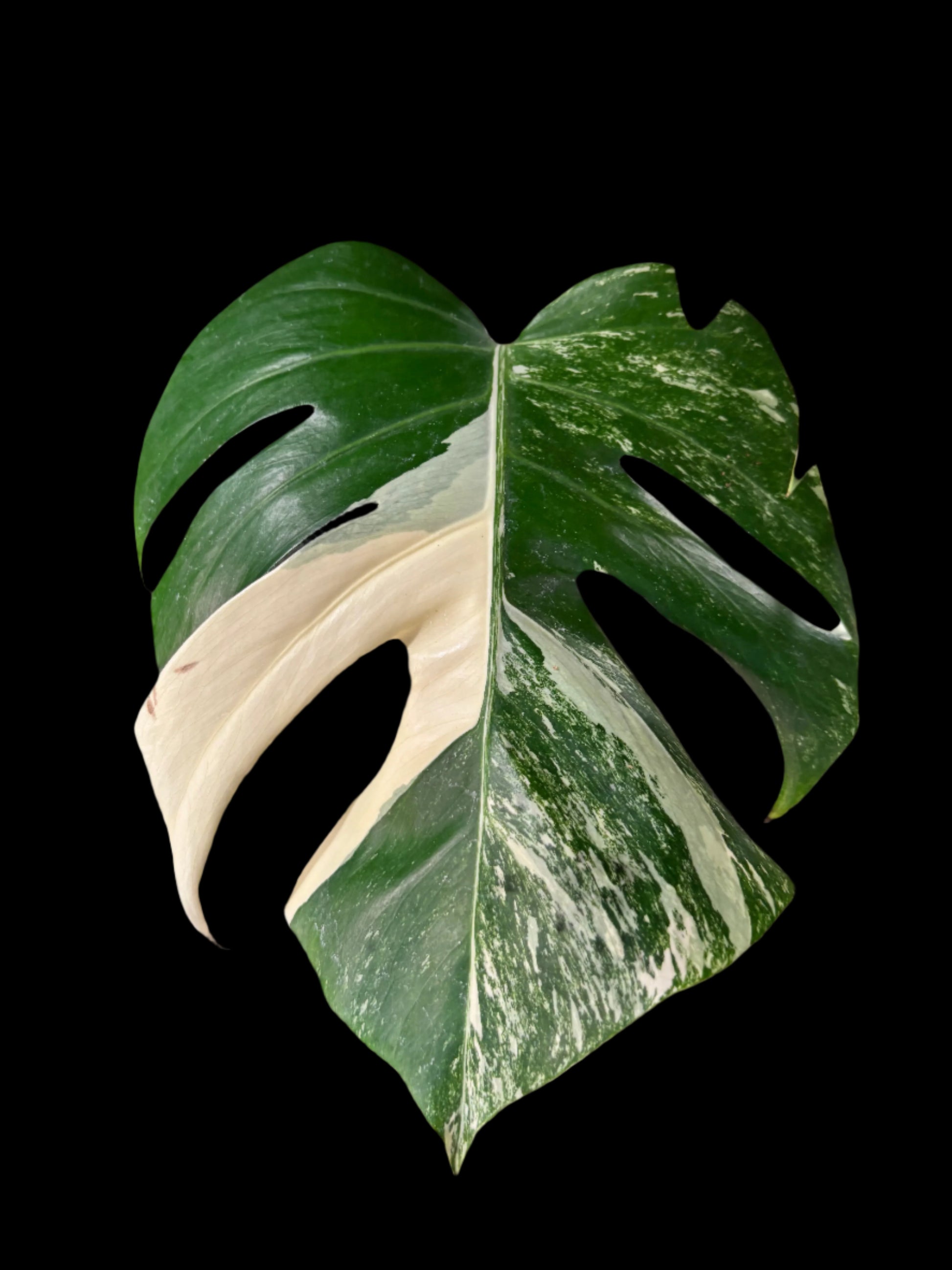 Discover the rare Monstera deliciosa ‘Albo’, a highly coveted variegated plant with striking sectoral white and emerald-green foliage. Hand-selected for premium quality, each specimen is mounted on a moss pole for elegant vertical growth. Available exclusively at Curio Plants, Baltimore’s premier rare plant boutique. Secure yours today.
