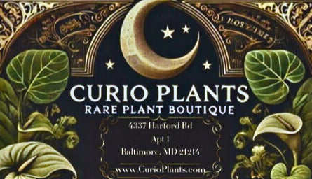 Curio Plants