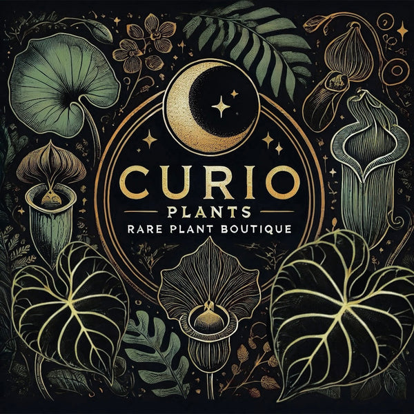 Curio Plants